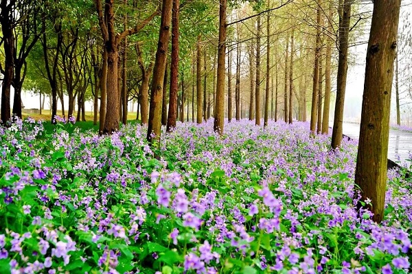 Qingpu 4.jpg Qingpu 4.jpg