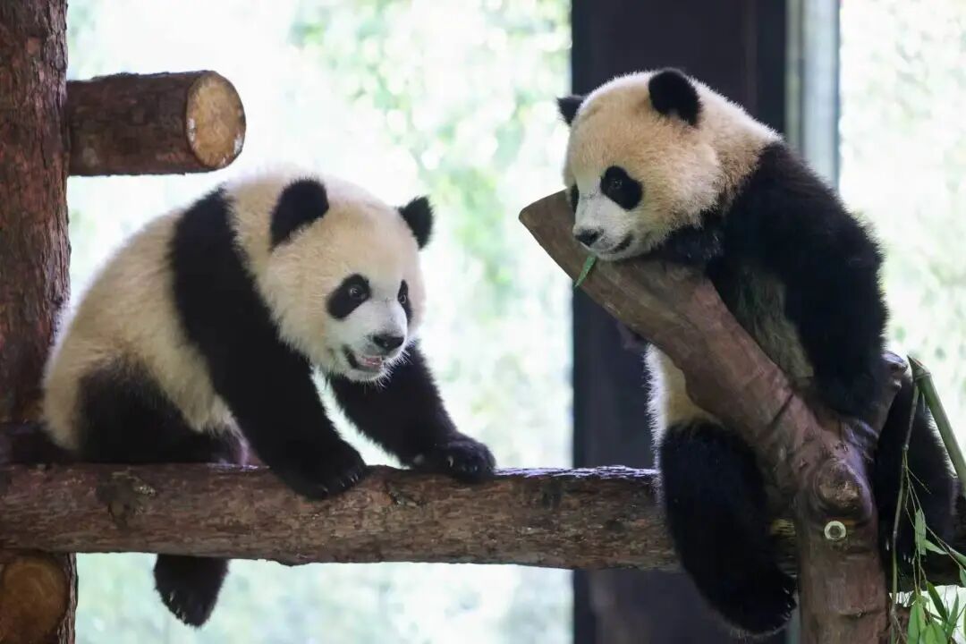 pandas at Shanghai Wild Animal Park.jpg