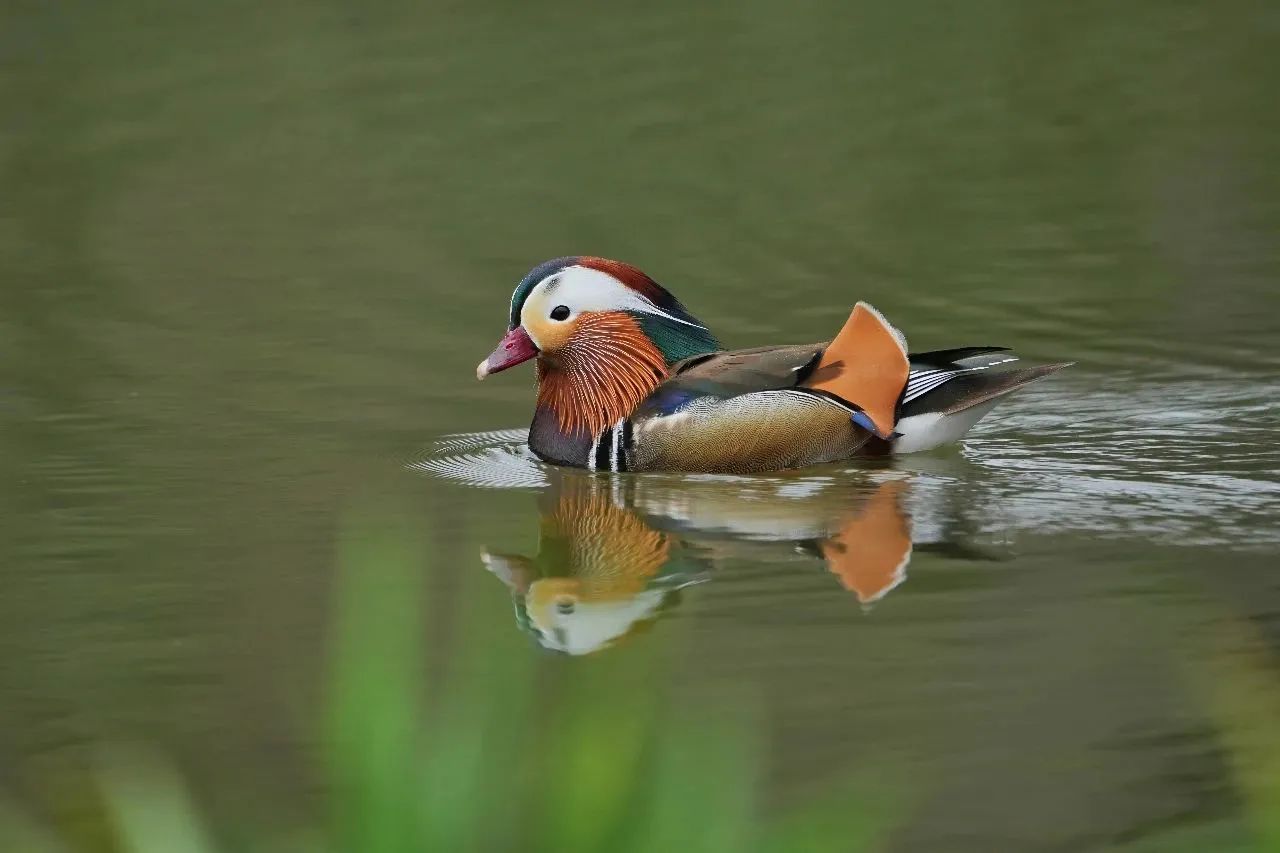 bird.jpg