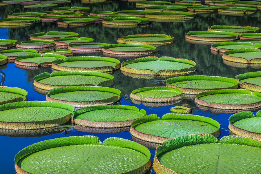 Summer route in Songjiang: Water lilies, classical gardens, and countryside views