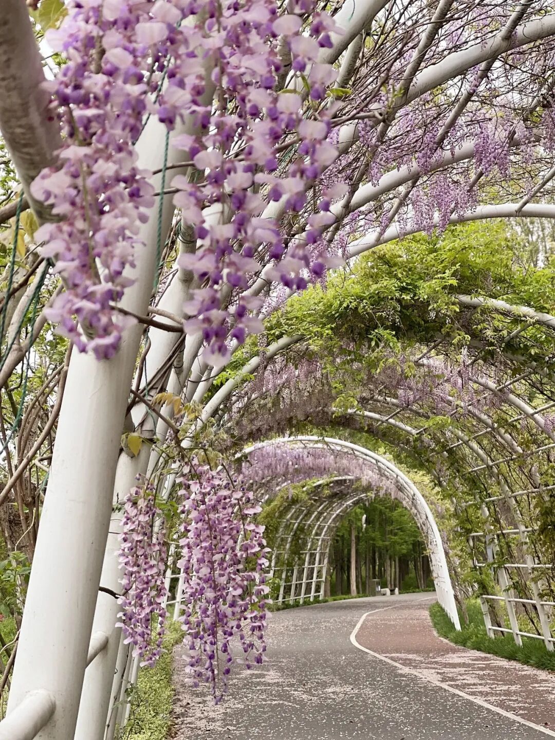 tunnel of wisteria.jpg