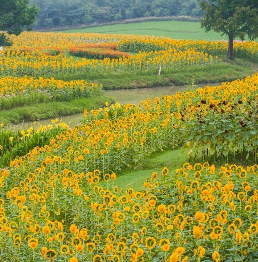Sunflowers.jpg