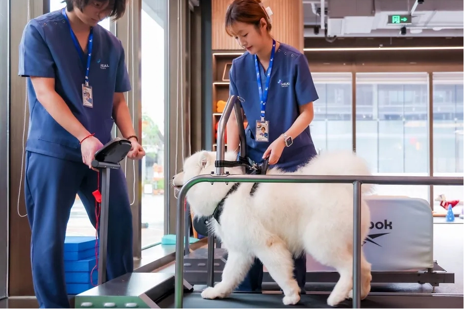 China's first dog gym opens in Shanghai, promotes pet wellness