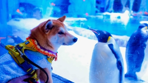 Haichang Ocean Park rolls out welcome mat for pets.png