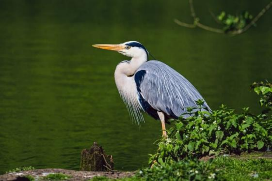 Bird (1).png