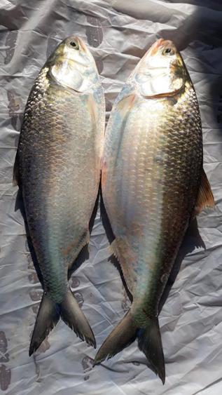 Bangladeshi researchers at Shanghai university mark breakthrough in fish species.jpeg