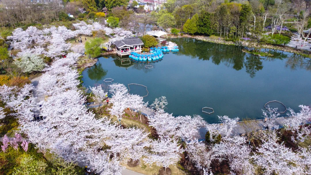 A guide to Shanghai's most breathtaking cherry blossom locations