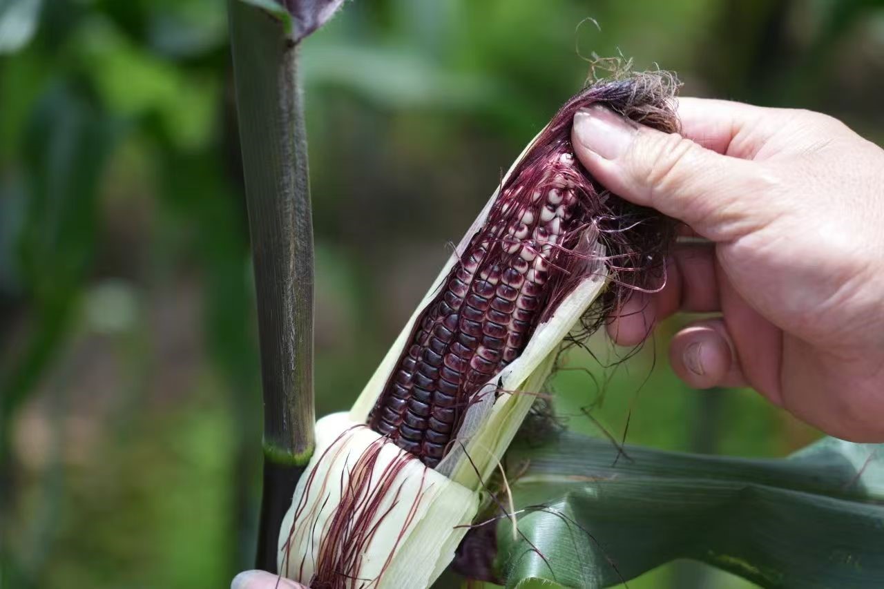 Xianrui Agricultural Products.jpg