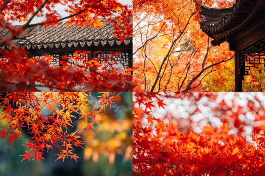 Step into early winter's canvas at Qiuxia Garden