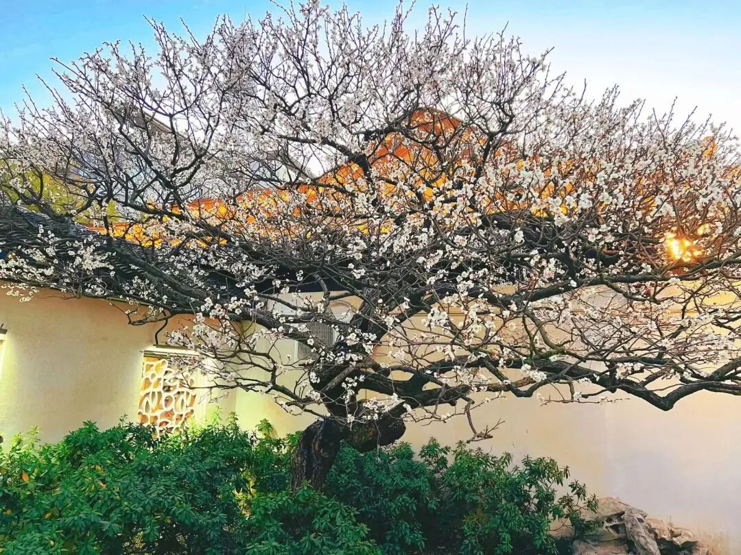 Qiuxiapu Garden].jpg