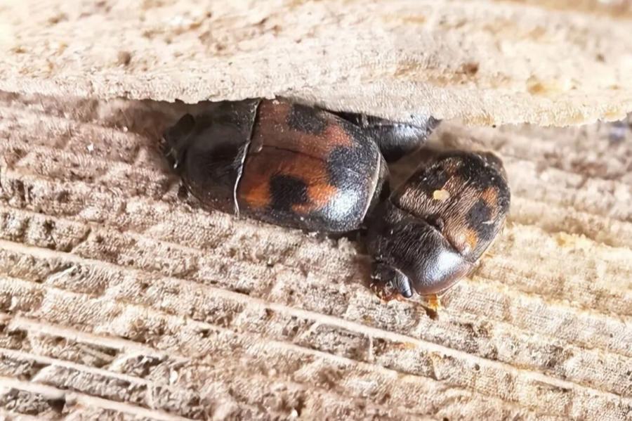 Shanghai identifies new insect species