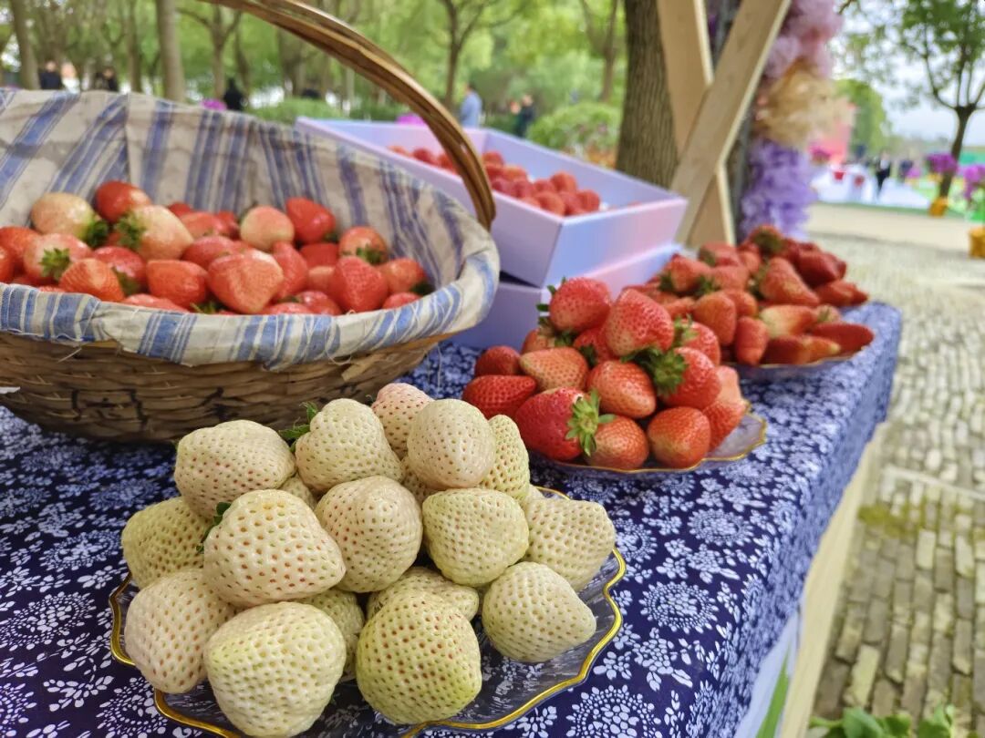 15th Baihe Strawberry Culture Festival.jpg