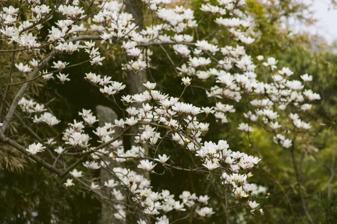 Magnolias blanket the branches in white.jpg