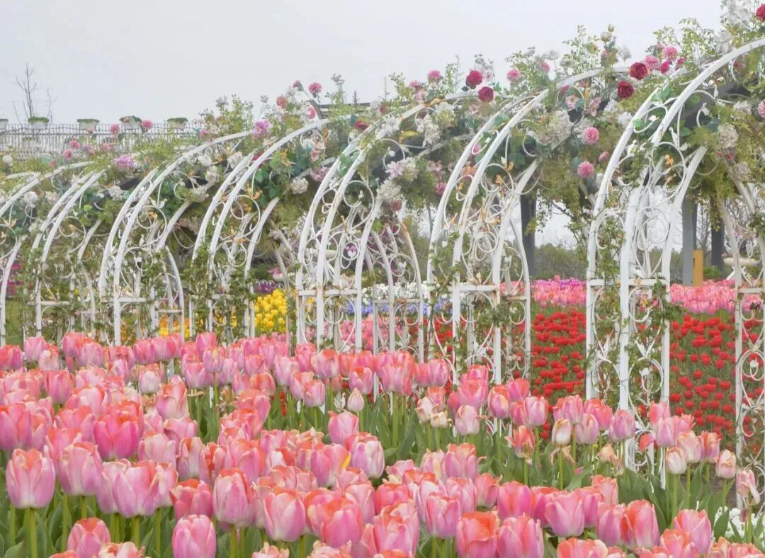 2026 Shanghai International Flower Show at Miracle Garden.jpg
