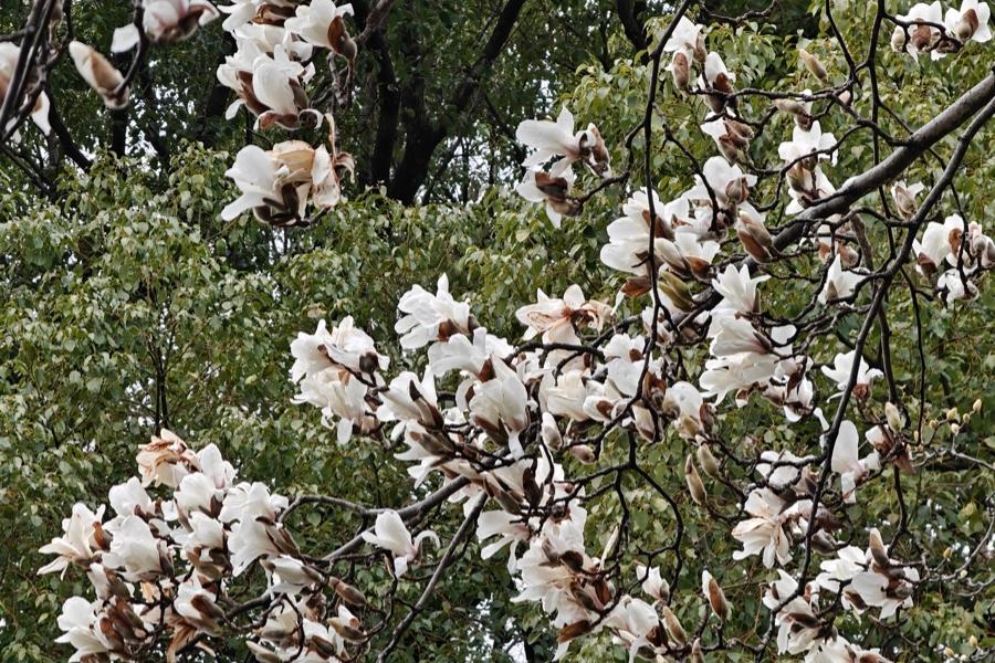 First magnolia blossoms signal early spring