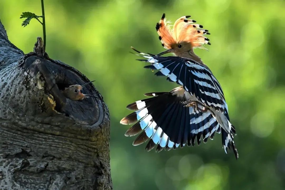 Bird (2).jpg