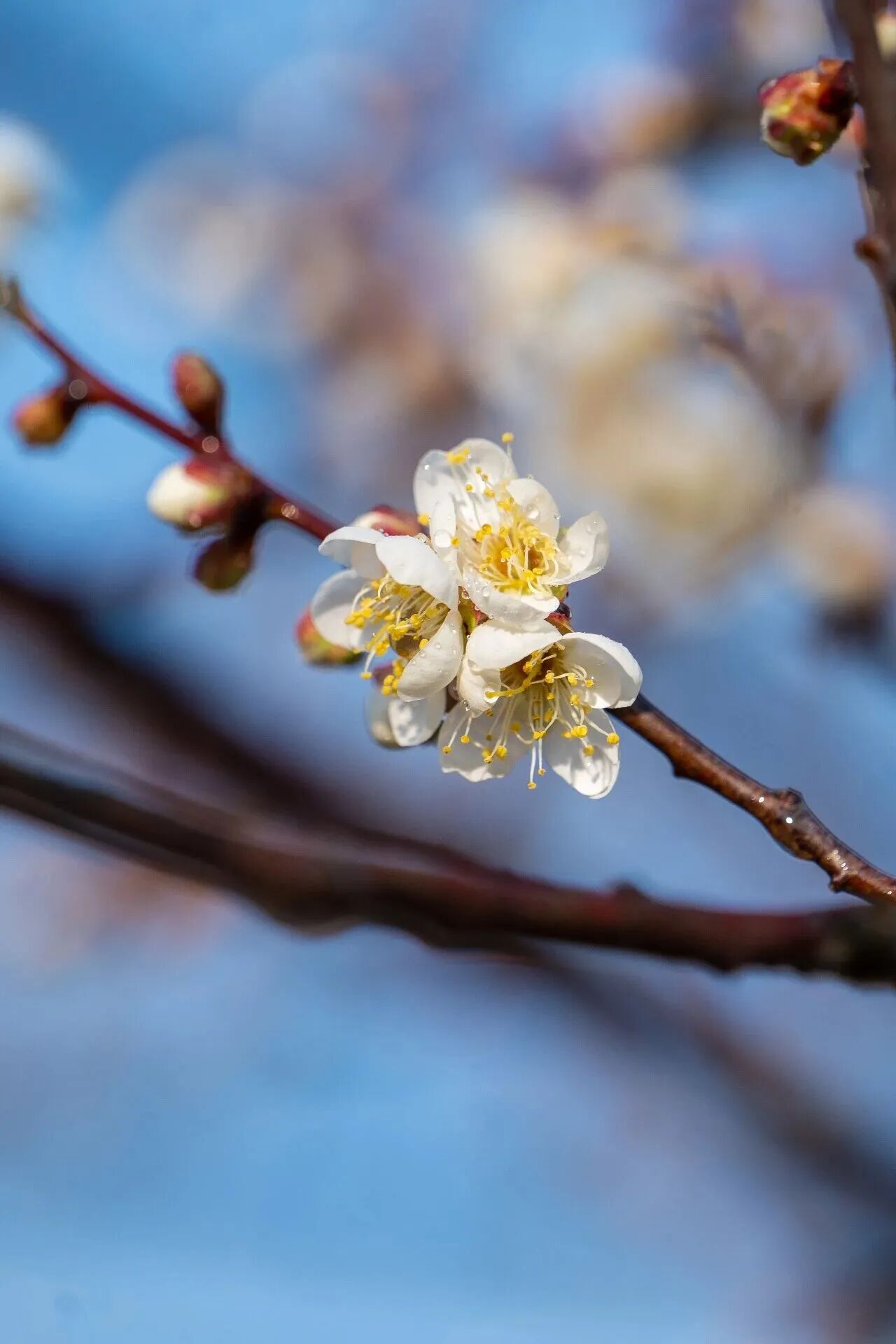 White plum flowers with yellow stamens blooming on the branches.jpg