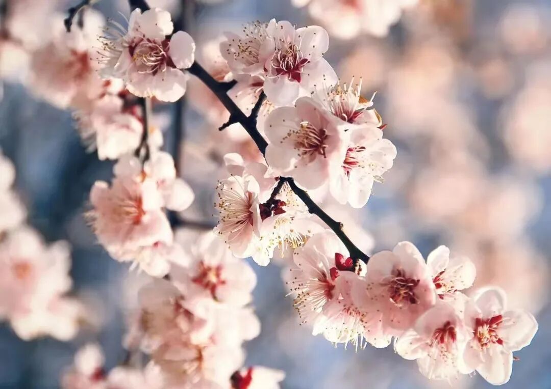 Changxing Island Country Park.jpg