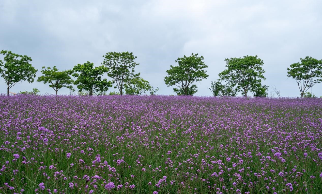 2025 Shanghai Lavender Festival unveils immersive 