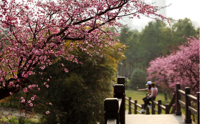 Visitors pose for a photo in front of plum trees at Century Park..png