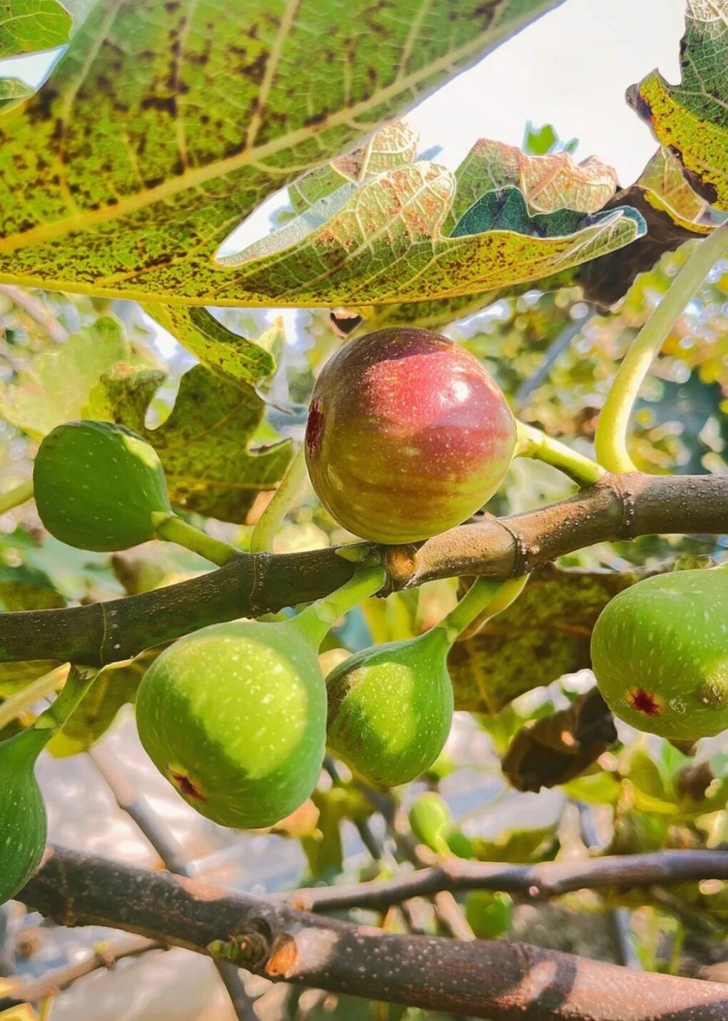 Figs.jpg