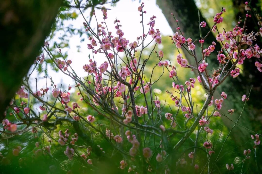 Discover five classical gardens in Shanghai at their spring best