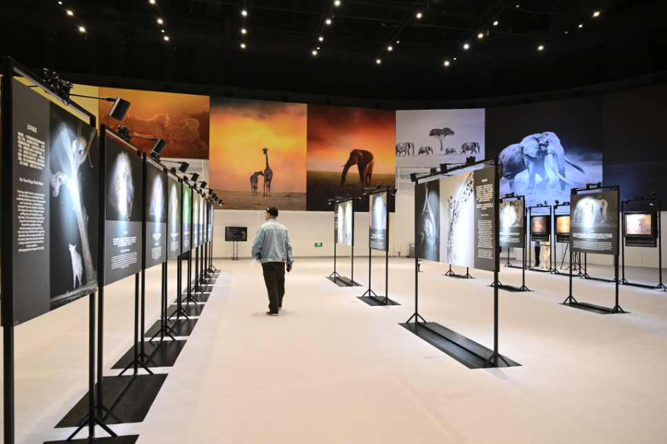 Wildlife photographer Jeffrey Wu brings 'Paradise Eternal' exhibition to Shanghai