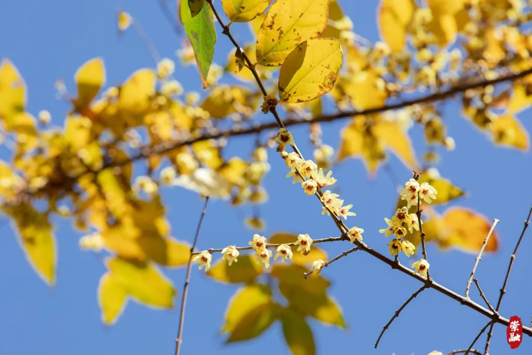 Yellow plums are in full bloom across the park..jpg