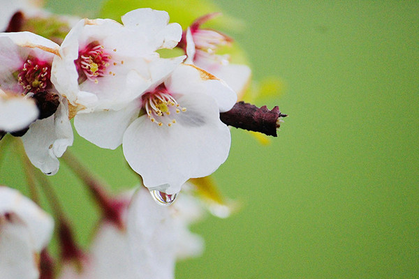 Spring has sprung: Chinese idioms to help your vocabulary bloom