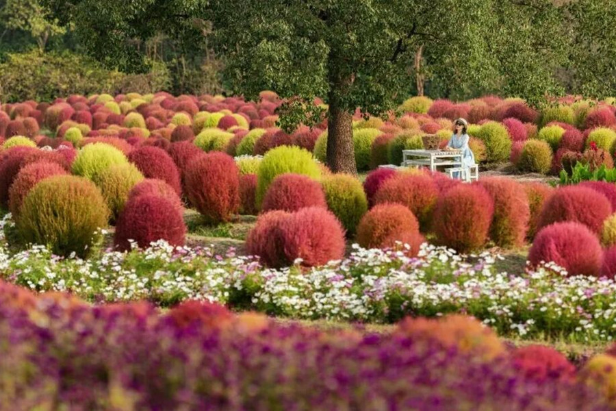 Colorful tapestry The changing Kochia.jpg