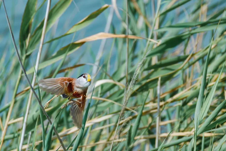 Reed parrotbill: A small bird and Shanghai's green progress