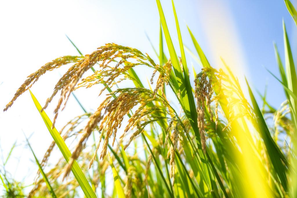 New gene found to shield rice from global pathogen