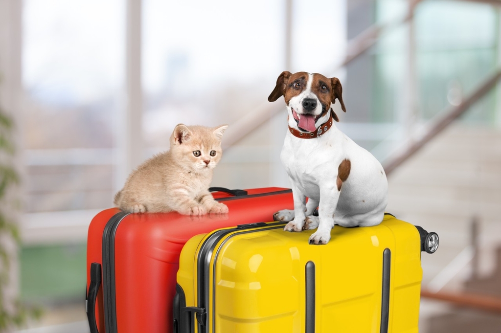 How to pre-register your pet for customs clearance at Shanghai airport