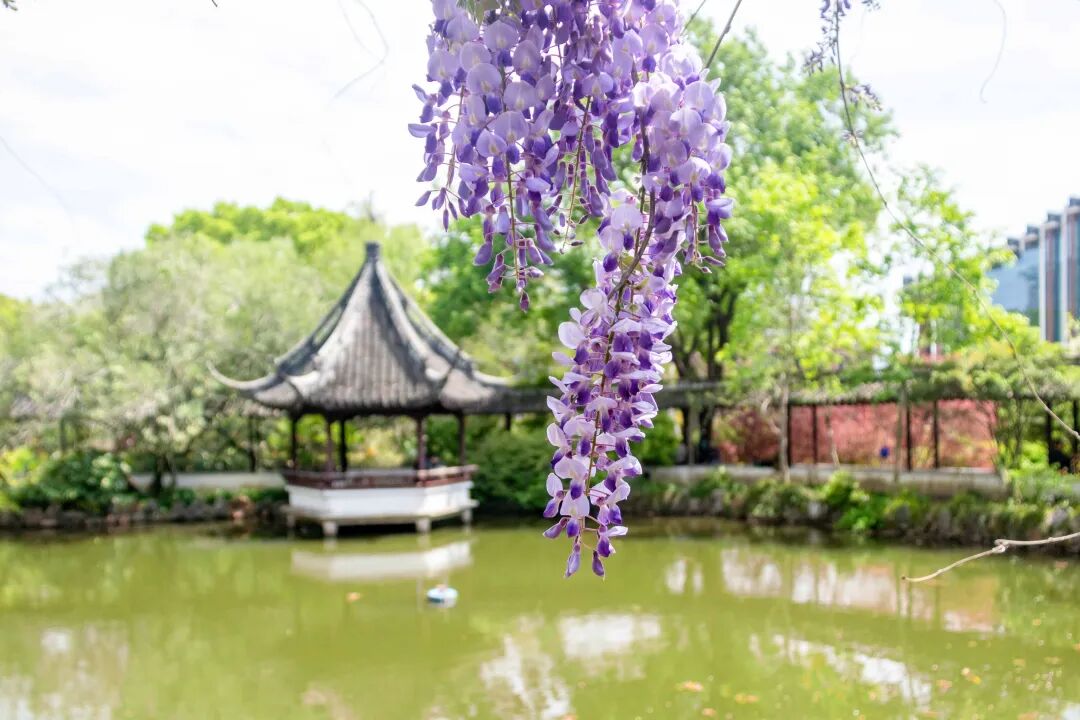 Zuibaichi Park.jpg