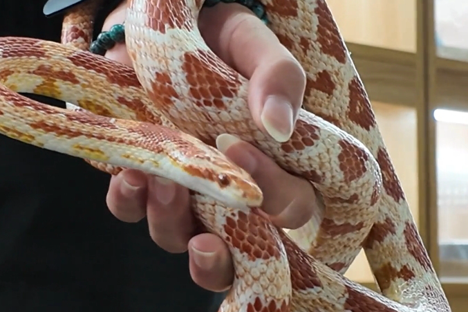 Snake petting shops slither into popularity