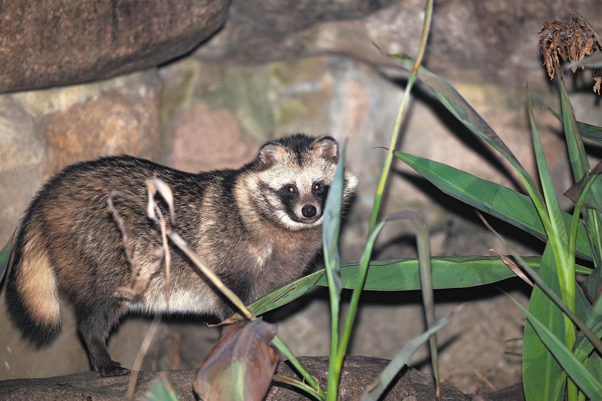 Shanghai's raccoon dogs find urban coexistence 'sweet spot'