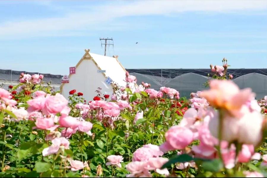 A year of flowers in Qingpu: Your seasonal bloom calendar