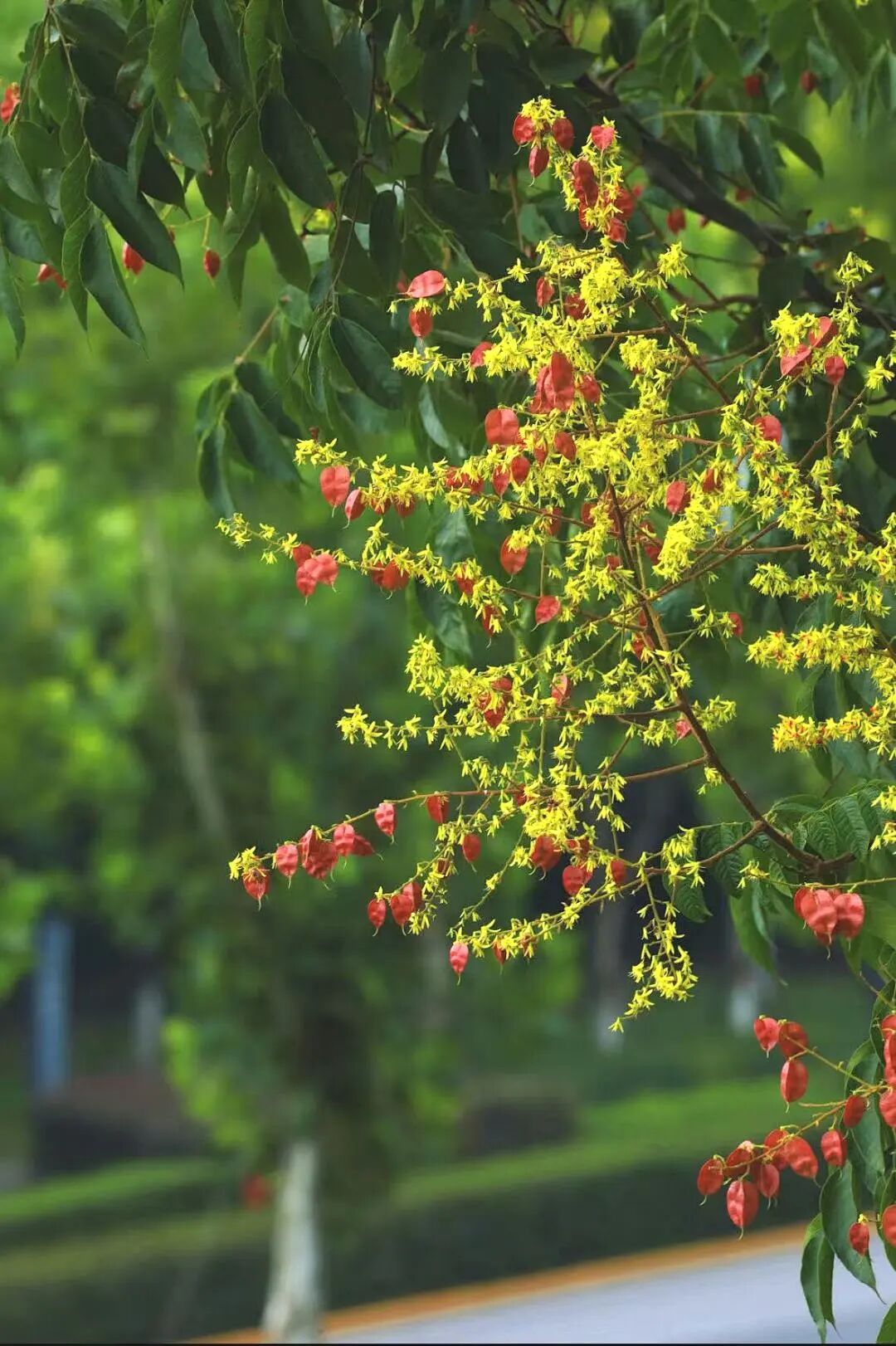 golden rain trees 2.jpg