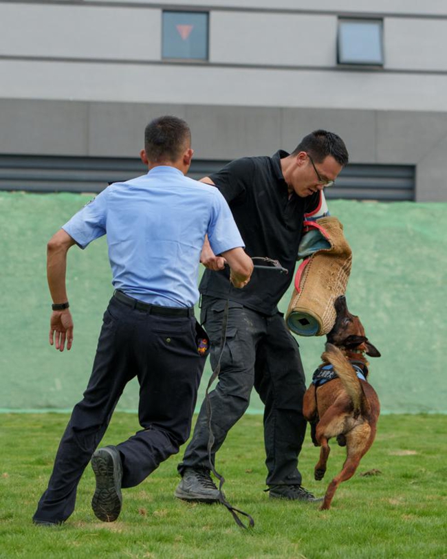 Police dogs showcase skills in Shanghai.jpg Police dogs showcase skills in Shanghai.jpg