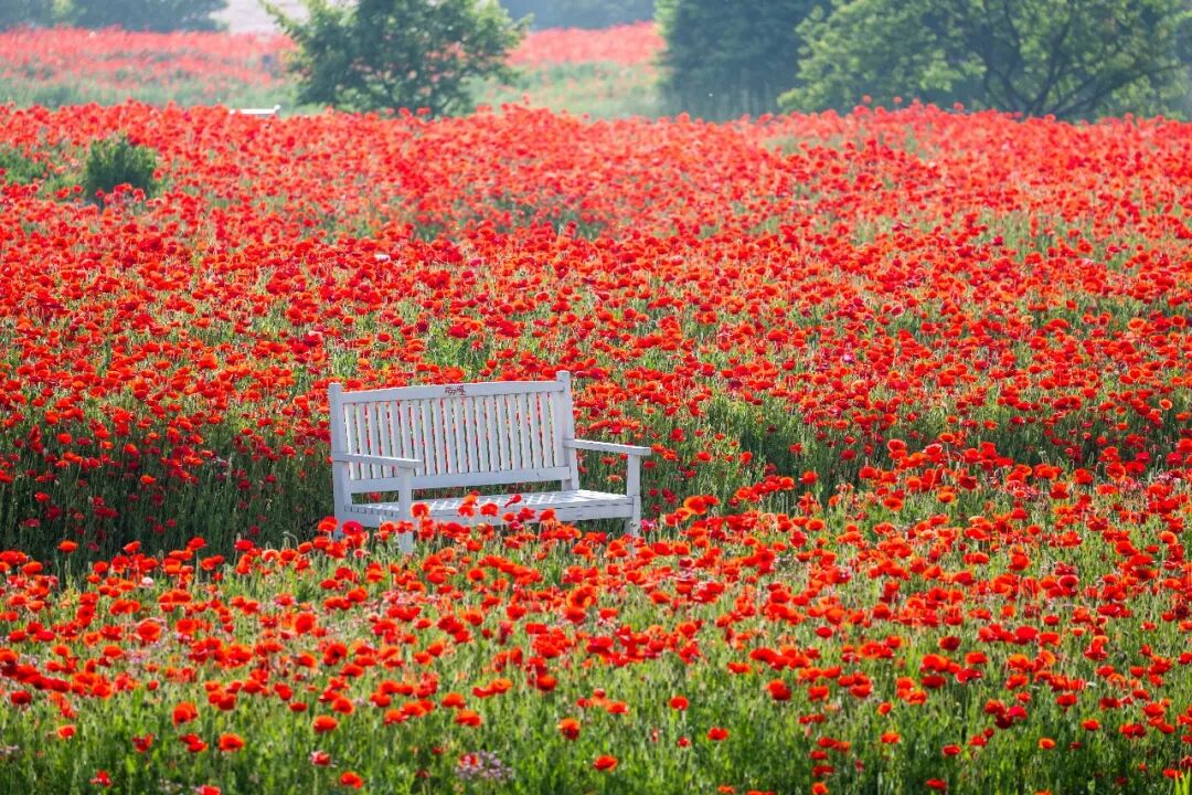 Flower festival opens with fields of ornamental poppies and spring fun