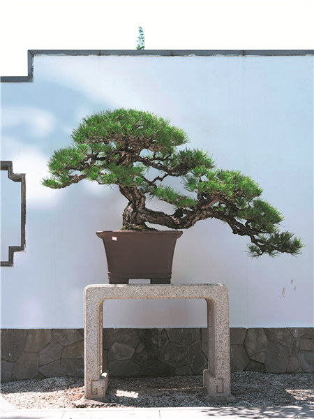 Tree and stone culture gives a minimal impression of art2.jpeg