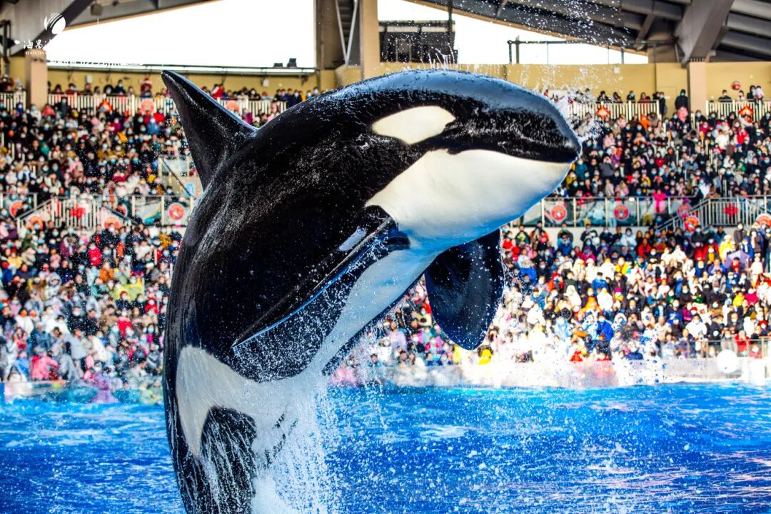 Visitors can enjoy marine animal performances at Shanghai Haichang Ocean Park.jpg