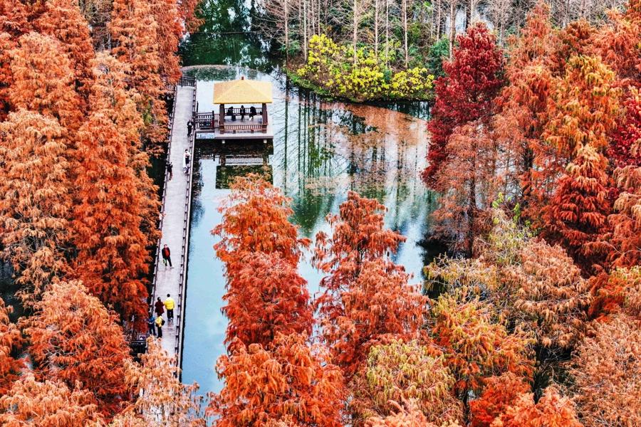 Shanghai's 14th Five-Year Plan sees significant green space expansion