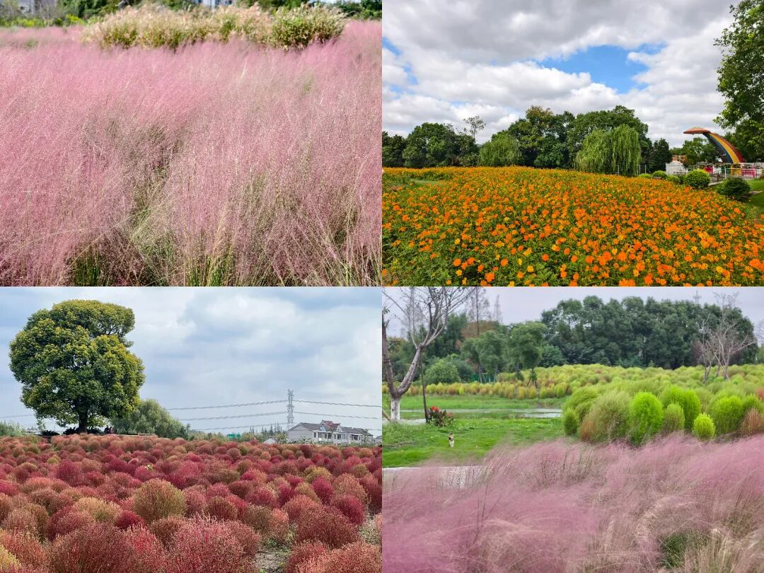 The flowers of various varieties in the scenic area bloom throughout the year..jpg