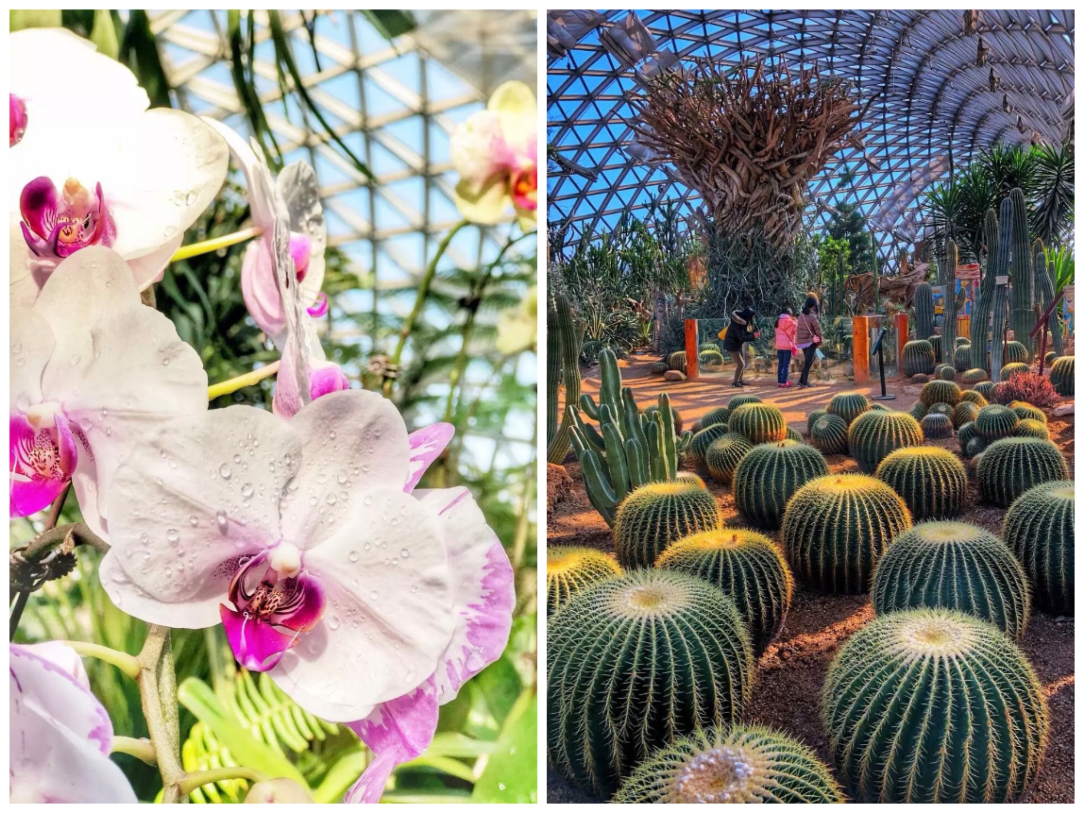 Chenshan Botanical Garden greenhouses.jpg