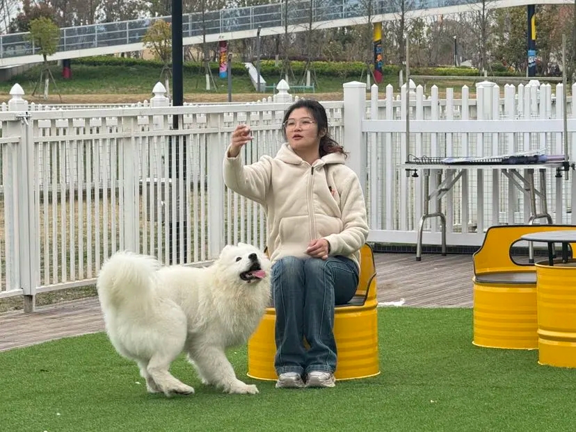 Fun, care, and friendship at Baoshan's dog kindergarten