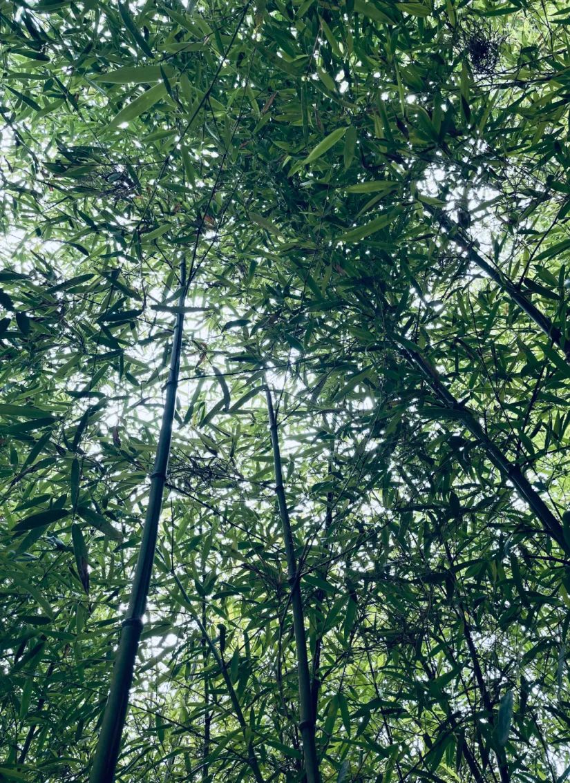 The dense bamboo leaves provide ample shade.jpg
