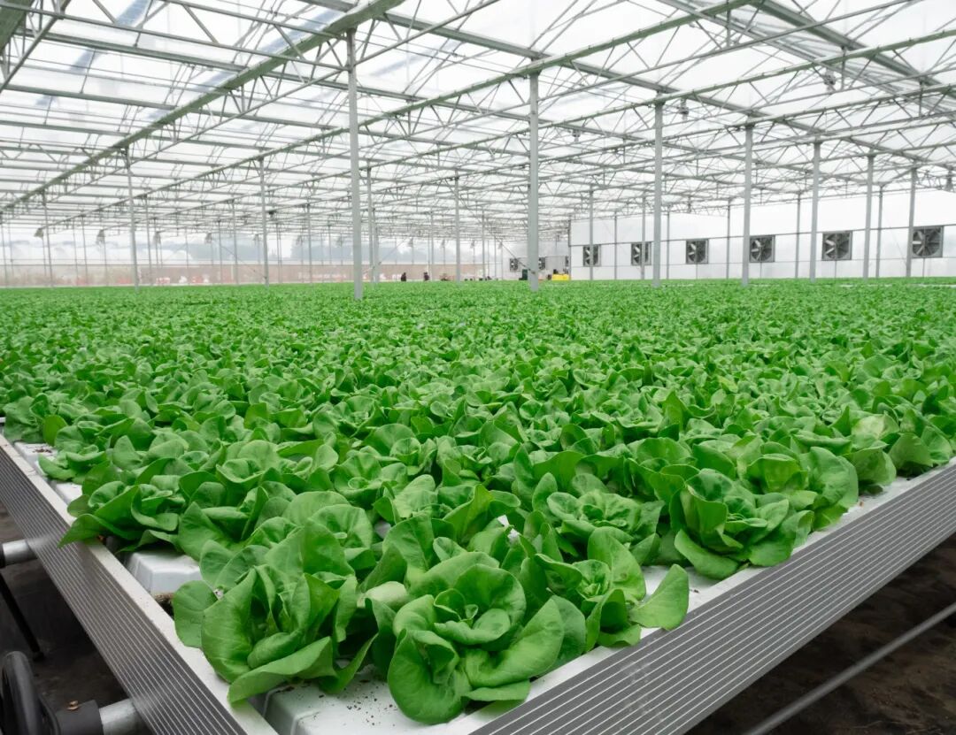 Organic vegetables cultivated at the Tramy Group Smart Vegetable Base.jpg