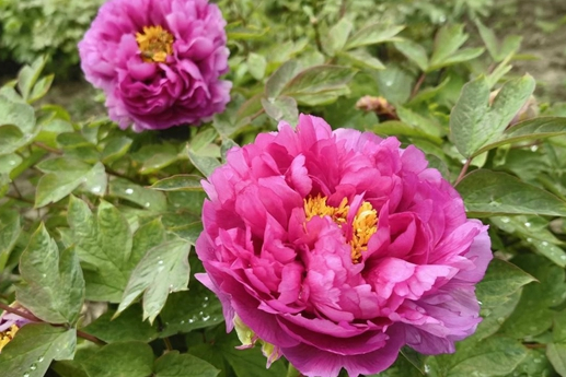 Shanghai's peony festival blooms with Chinese cultural delights