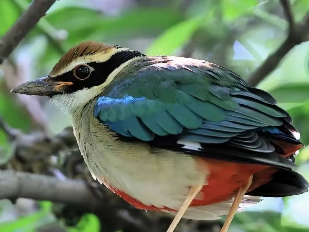 Bird (1).jpg